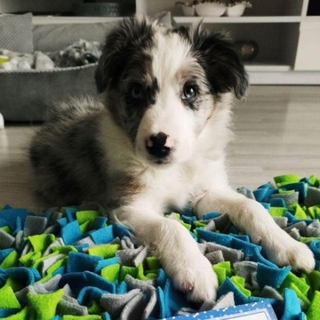 Нюхательный коврик для собак и кошек (разные цвета), развивающая игрушка для лакомств.