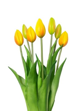 TULIPANY GUMOWANE bukiet 7 sztuk żółty pomarańczowy pąki