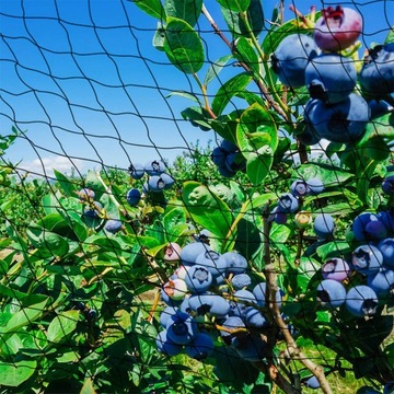 ЗАЩИТНАЯ СЕТКА ДЛЯ ПТИЦ НА БАЛКОННЫХ ОКНАХ ДЛЯ КЛУБНИЧНЫХ ДЕРЕВЬЕВ 15х15м