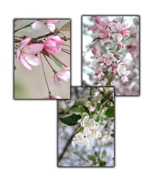 3 x plakat boho konwalia kwiat wiosna a4