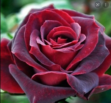 Бордовая крупноцветковая роза.