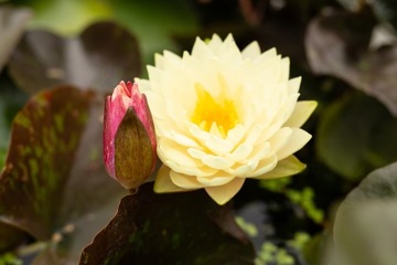 Lilia wodna Perry's Double Yellow Pełna żółta
