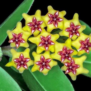 Hoya cumingiana ŻÓŁTE PACHNĄCE KWIATY