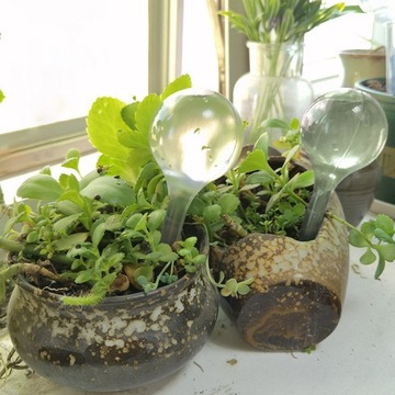 ДОЗАТОР ВОДЫ ДЛЯ ПОЛИВАНИЯ ЦВЕТОВ РАСТЕНИЙ ШАРЫ