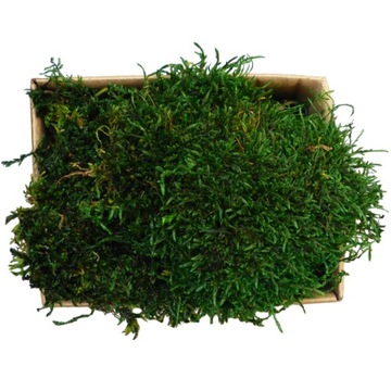 Mech Płaski PREMIUM Natural Green Karton 75g