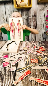 Человеческое тело, деревянный пазл, 4 слоя, анатомия.