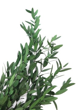Стабилизированный эвкалипт PARVIFOLIA
