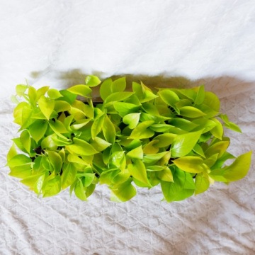 EPIPREMNUM GOLDEN POTHOS, диаметр 12 см