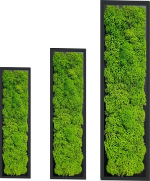 obraz chrobotek panel mech 10,20,30