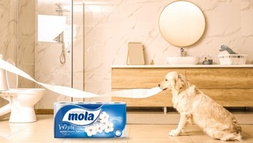 Туалетная бумага MOLA WHITE COTTON и бумажное полотенце MOLA KOMFORT