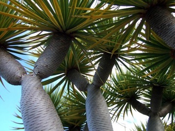 Драконовое дерево Кровь дракона (Dracena draco) Семена