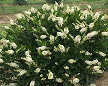 Orszelina olcholistna