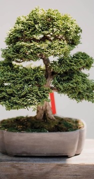 4 DRZEWKA BONSAI do Samodzielnej Uprawy Zestaw