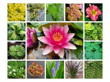 КАМЧАТСКИЙ ЛИСИЧИТОН Lysichiton camtschatcensis