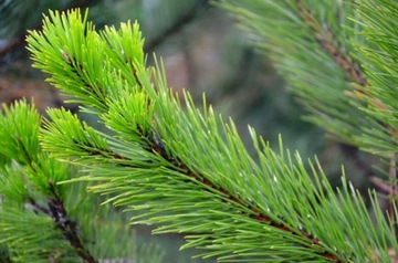 УДОБРЕНИЯ ДЛЯ ХВОЙНЫХ 25КГ СИАРКОПОЛ