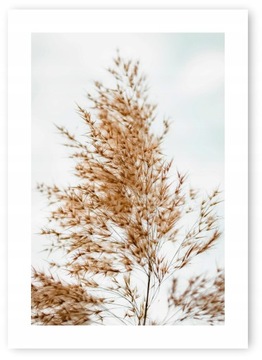 Boho trawy beż plakat 59,4x42cm #20B