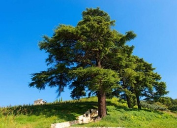 БОЛЬШОЙ НАБОР КОСМЕТИКИ В ПОДАРОК ​​ДЛЯ ТЕЛА И ВАННЫ SPA BOOT НА ДЕНЬ МАТЕРИ