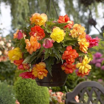 Begonia zwisająca pełna Golden Balcony 1 szt.