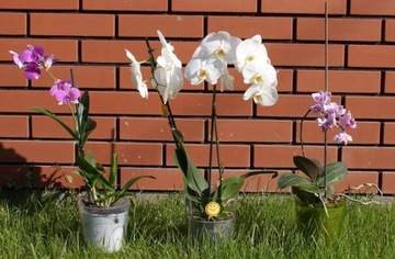 Брикет COCONUT CHIPS BIG 4,5 кг