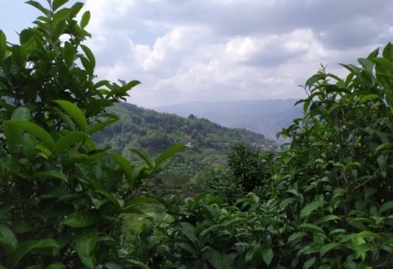 Чай Красный ПУЭР растворимый кристаллический, 3г