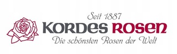 Роза Freifrau Caroline Border ИЗ КОЛЛЕКЦИИ KORDES PERFUMA, ЦВЕТОЧНЫЙ ГОРШОК