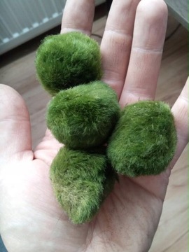 Сферические водоросли (большие 3-5 см)