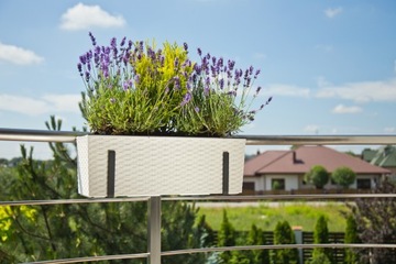 Подставка для цветов Begonia Rattan Lamel 5 цветов + вставка