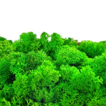 Оленевые мох смелых, светло -зеленые 500 красиво