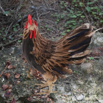 2 . Реалистичная Реалистичная статуя курицы