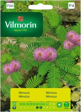 Mimoza Wstydliwa Ozdobna roślina wieloletnia nasiona VILMORIN