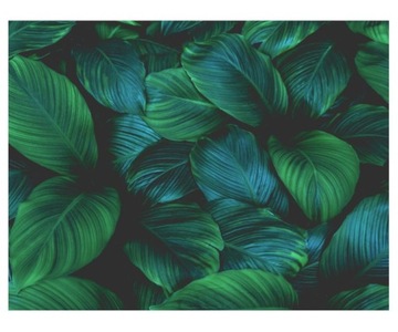 Fototapeta 368x280cm liście Spathiphyllum