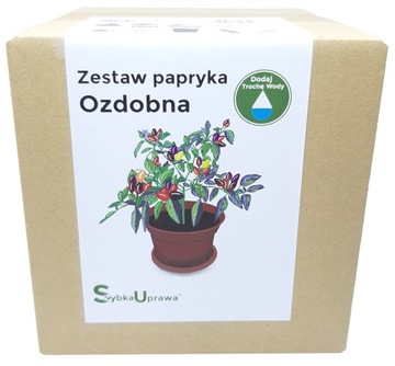 prezent roślina doniczkowa papryka ozdobna b2