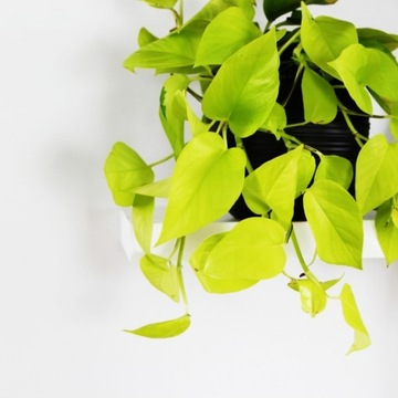 Epipremnum 'NEON' złotolistne Golden Pothos L