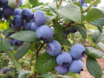BORÓWKA AMERYKAŃSKA BLUEGOLD ŁATWA UPRAWA smaczna