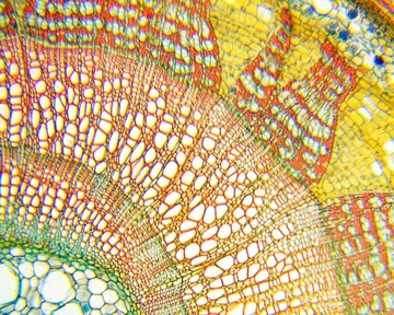 Микроскоп Delta Optical Biolight 100 белый