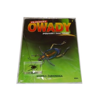 Kolekcja Prawdziwe Owady 7 STONKA ŻABINOGA