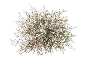 ЗАТРВЯН ТАТАРСКИЙ сухоцветы для украшения