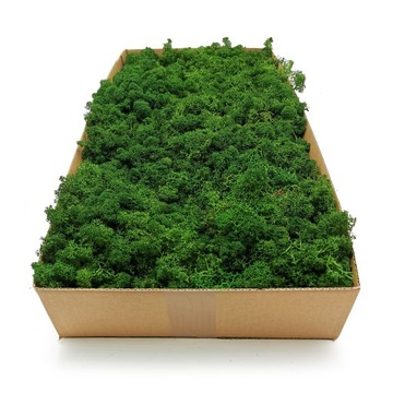 Альпийский мох 500г.