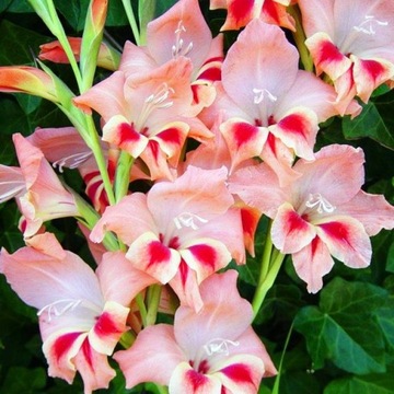 Gladiolus nanus Mieczyk karłowy Nathalie 5 szt.