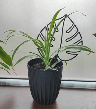 ПОДДЕРЖКА ДЛЯ ЦВЕТОВ ПЕРГОЛА МОНСТЕРА ЛИСТ 25см