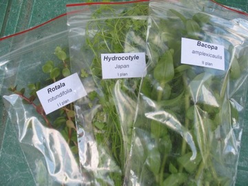 == 6== шт КОРЗИНКИ Аквариумные растения для аквариума имеют этикетки с названиями.