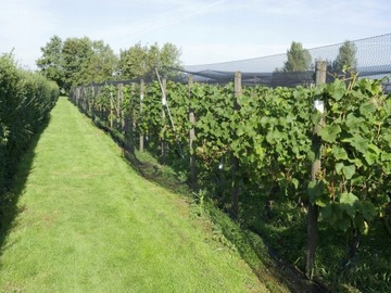 ПЛЕТЕНАЯ СЕТЬ ДЛЯ ПТИЦ, НАЧИНКИ, ВИШНИ