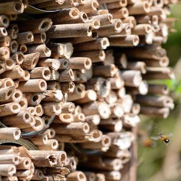 Трубки для гнезд пчелиного каменщика. Обшивка стебля тростника.