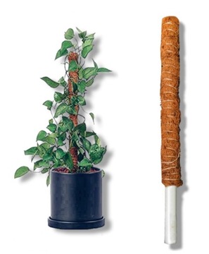 Palik Kokosowy Tyczka do Warzyw Kwiatów 60cm