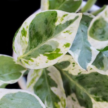 Epipremnum PEARLS AND JADE - oczyszcza powietrze