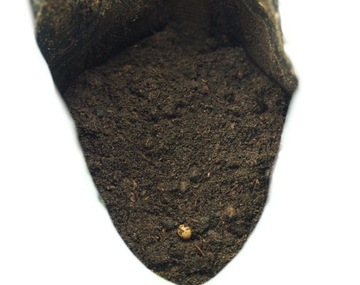 Ziemia do SUKULENTÓW Zamiokulkas, HOYA BIOVITA 5