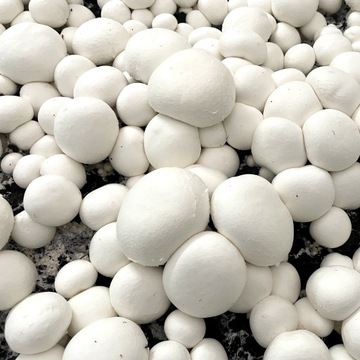 БЕЛЫЕ ГРИБЫ БЮЛЛЕТЕНЬ 20 КГ + ИНСТРУКЦИЯ + ГАРАНТИЯ НОМЕР 1 В ПОЛЬШЕ