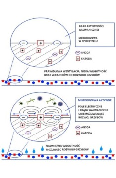 Краска GALVI против плесени и грибков.