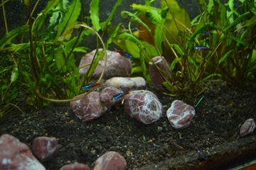 КРАСНАЯ ДЕКОРАТИВНАЯ ГАЛЬКА 25 кг ДЕКОРАТИВНЫЙ НАТУРАЛЬНЫЙ ГРЕЧЕСКИЙ КАМЕНЬ