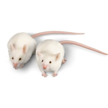 СИЛЬНЕЙШИЙ ЯД ДЛЯ МЫШЕЙ И КРЫС 1КГ